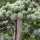  гималайский кедр и Сандаловое дерево