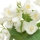  Кориандр и Белые цветы