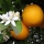  Марокканский горький апельсин Базовые ноты
