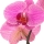  Кумарин и белая орхидея.