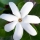  цветок Тиаре и Османтус