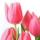  Розовая настойка и Розовый тюльпан